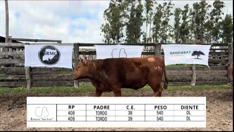 Lote TOROS ABERDEEN ANGUS "SAN LUIS"