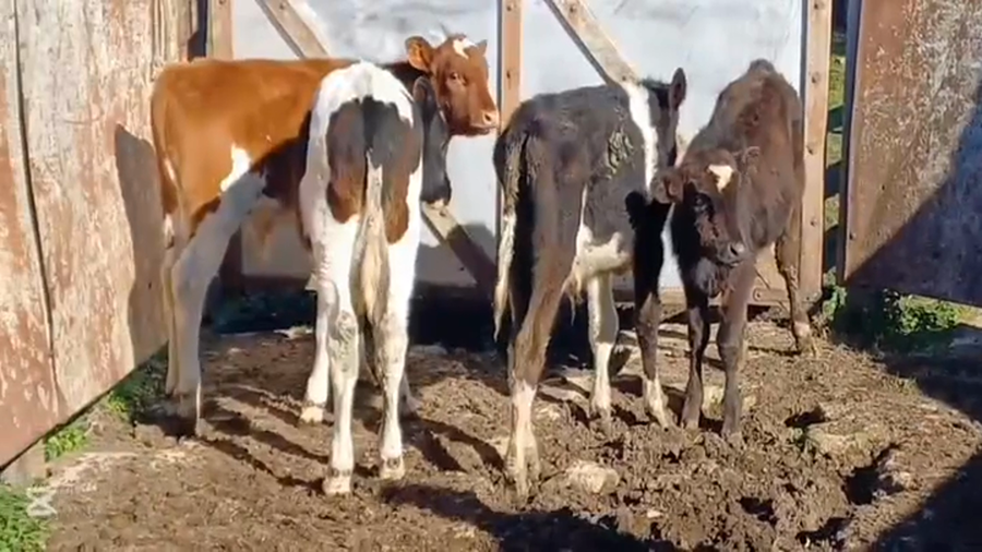 Lote TERNEROS HOLANDO