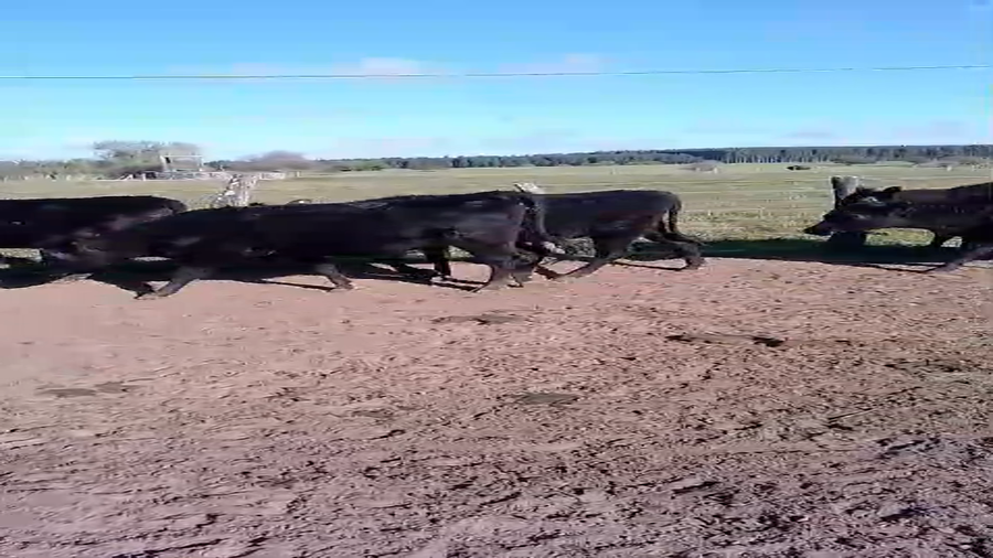 Lote 50 Vaquillonas c/garantía de preñez