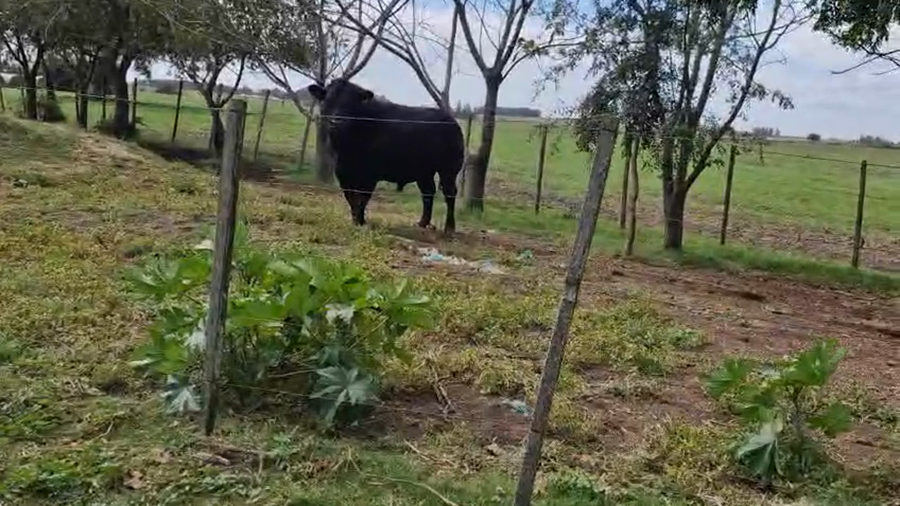 Lote Toros a remate en Pantalla Camy, San José