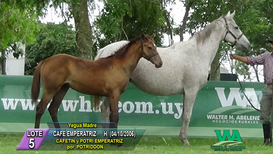 Lote CAFÉ EMPERATRIZ