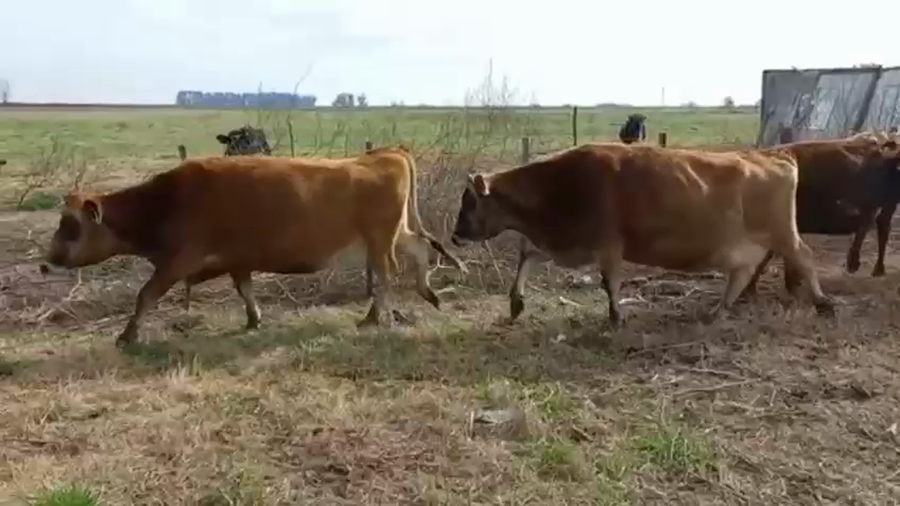 Lote El Pangare de Micheo