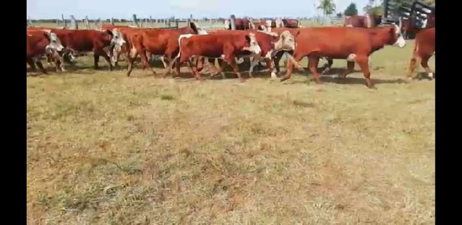 Lote 50 Novillitos en Villaguay, Entre Ríos