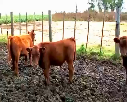 Lote 21 Terneros/as en Pueblo Italiano, Córdoba