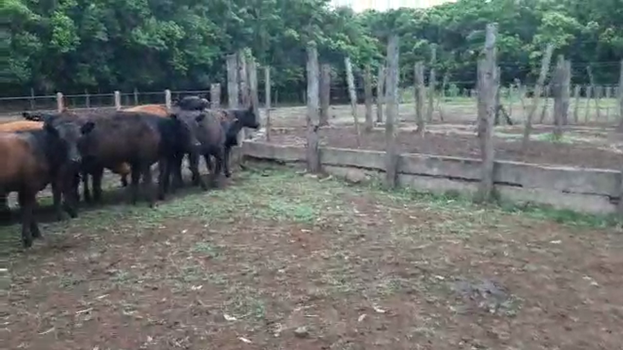 Lote 65 Terneras en Bolívar, Buenos Aires