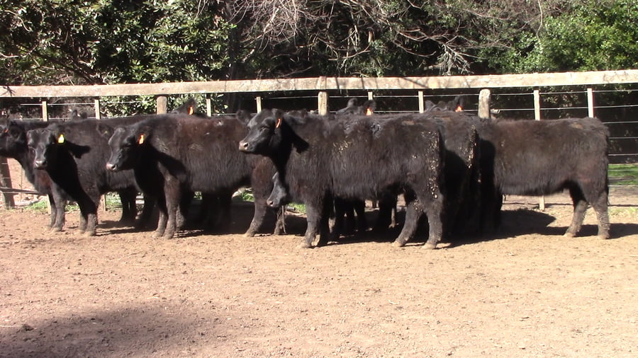 Lote VAQUILLONAS PURAS POR CRUZAS ( C/ garantía de preñez)