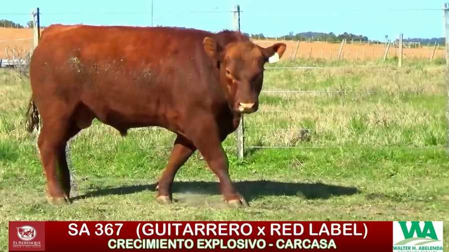 Lote Toros a remate en ANGUS EL REBENQUE, Florida