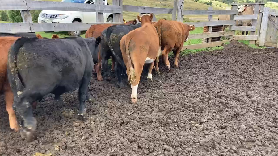 Lote 29 Novillo Engorda en Chile Chico, XI Región Aysén