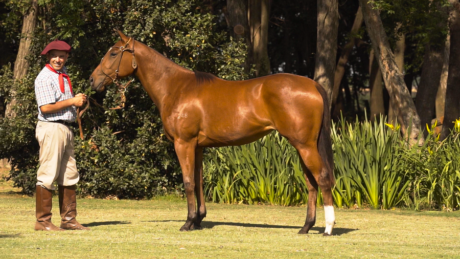 Lote PILI HERENCIA (MACHITOS LIDER - OPEN HEREDERA)