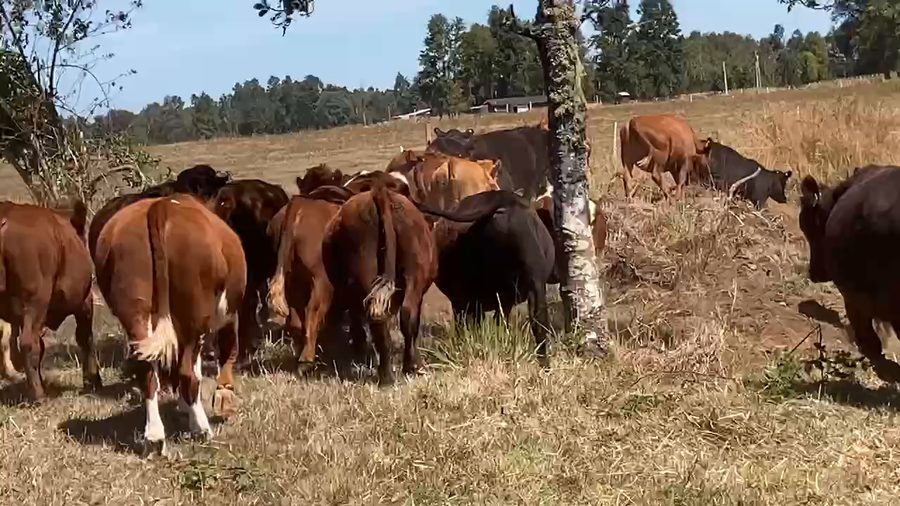 Lote 30 Novillo Engorda en Los Lagos, XIV Región Los Ríos