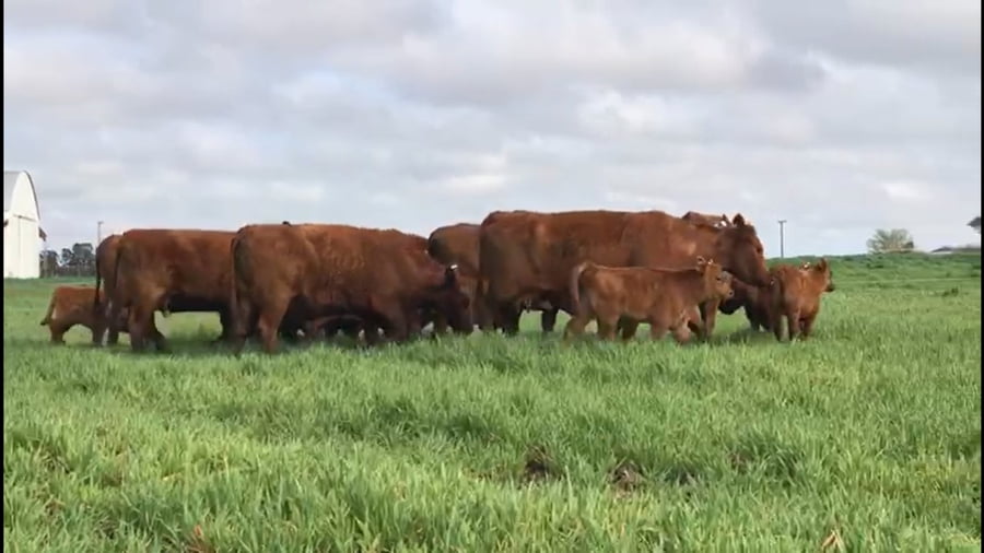 Lote VACAS CON CRIA(CORRAL 56)