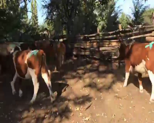 Lote 50 Novillo Engorda en Cabrero, VIII Región Biobío