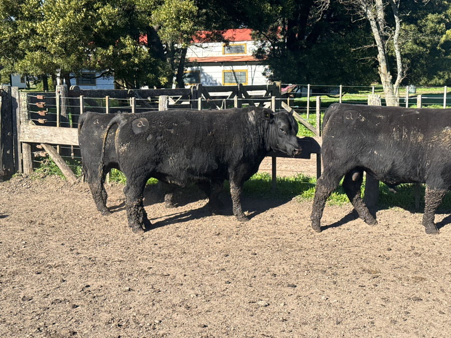 Lote TOROS PUROSCONTROLADOS SANTA MARTA