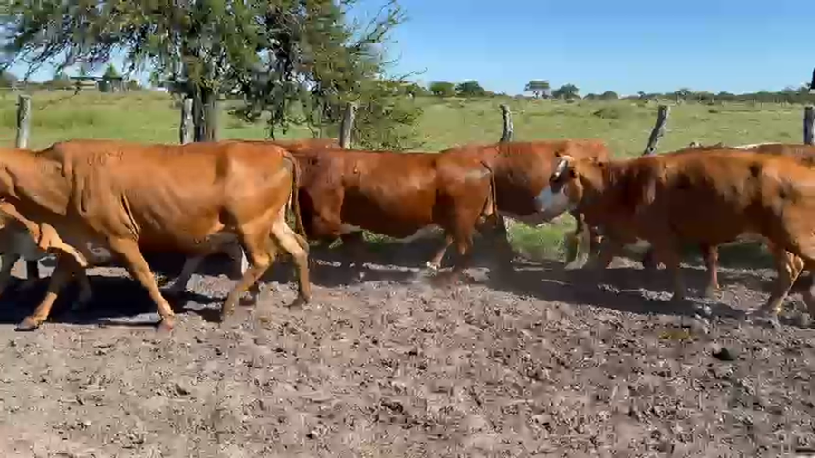 Lote 50 Vacas de invernar