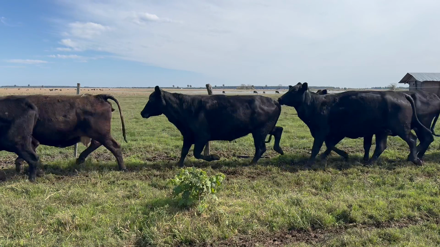 Lote 30 Vacas de invernar en Corrientes, Goya
