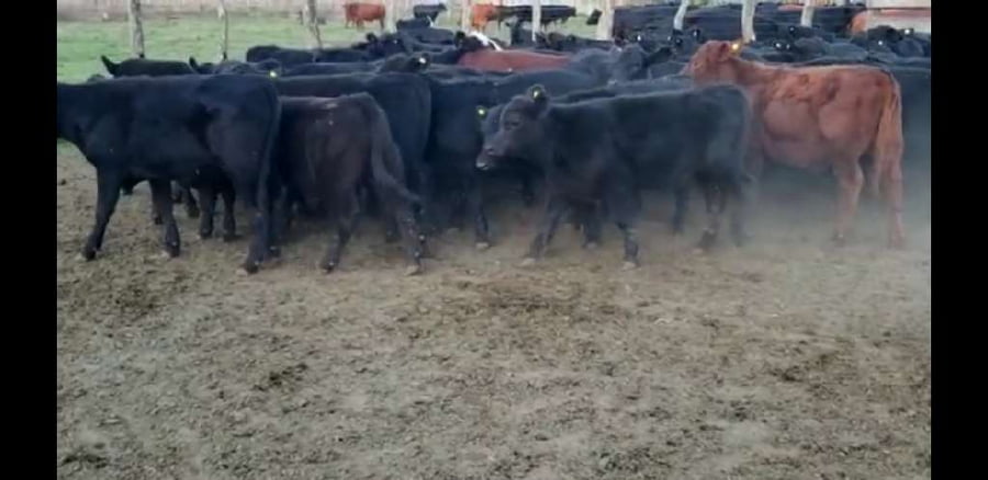 Lote 67 Terneros/as en Entre Ríos, Villaguay