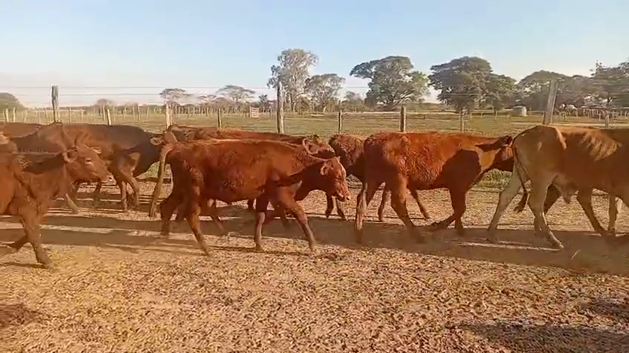 Lote 150 Terneros en Corrientes, Virasoro