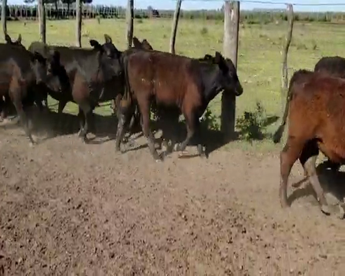 Lote 77 Terneros/as en Villaguay, Entre Ríos