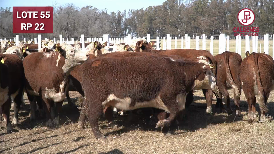 Lote VAQUILLONA PR PREÑADA PARICIÓN PRIMAVERA