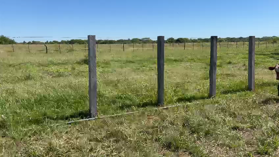 Lote 140 Terneros/as en Goya, Corrientes