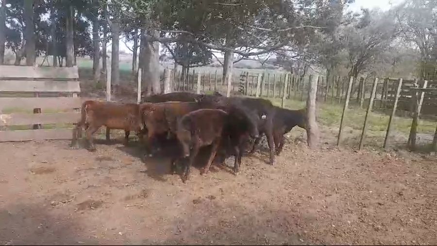 Lote (Vendido)10 Terneras ANGUS a remate en #49 Pantalla Carmelo 145kg -  en OMBUES DE LAVALLE
