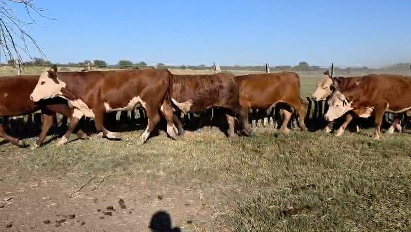 Lote 46 Novillos