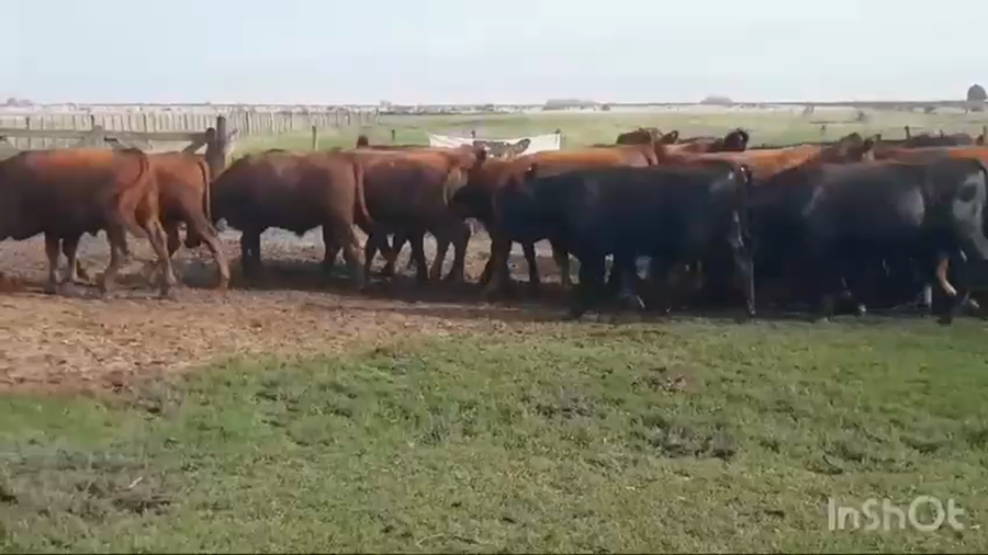Lote 55 Novillitos