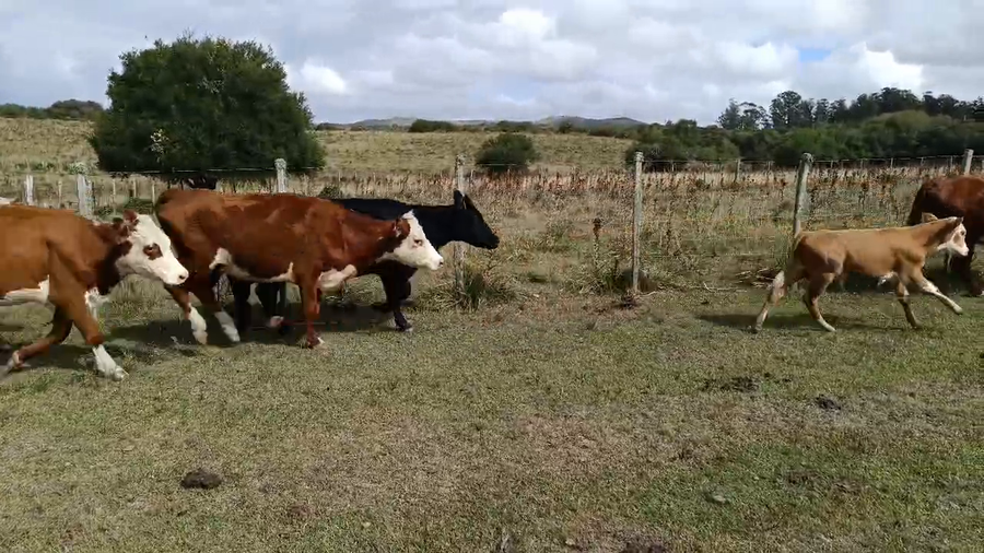 Lote piezas de cría