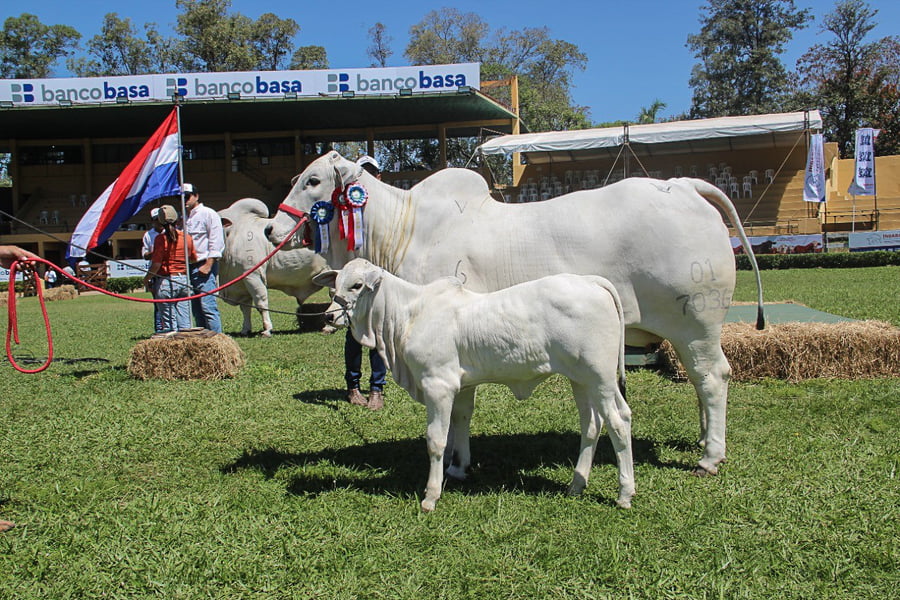 Lote LOTE 41