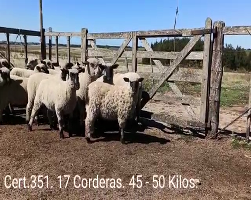 Lote CORDERAS CARA MORA