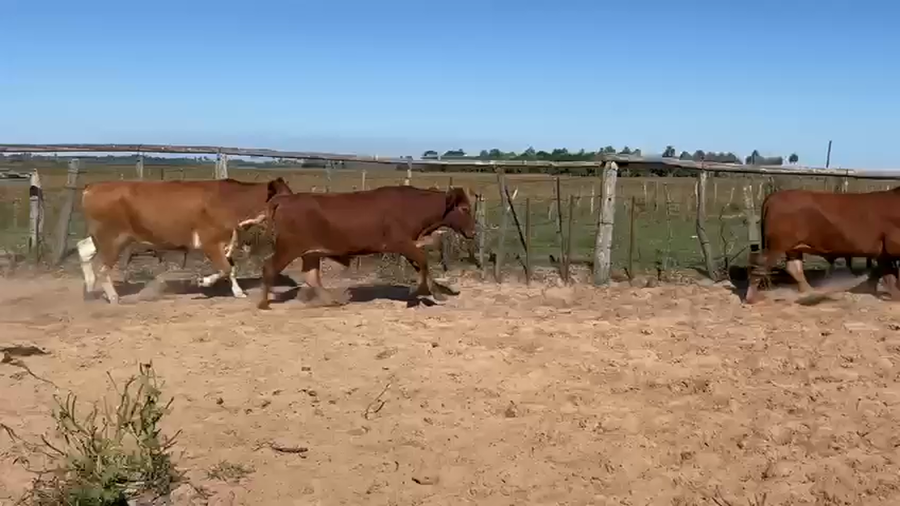 Lote 19 Novillos en Corrientes, Tatacua