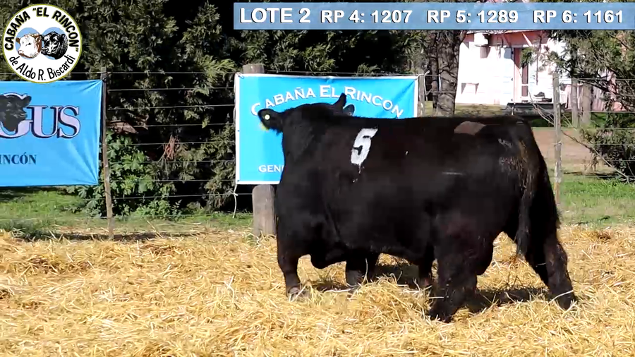 Lote TOROS PUROS CONTROLADOS NEGROS CABAÑA "EL RINCON"