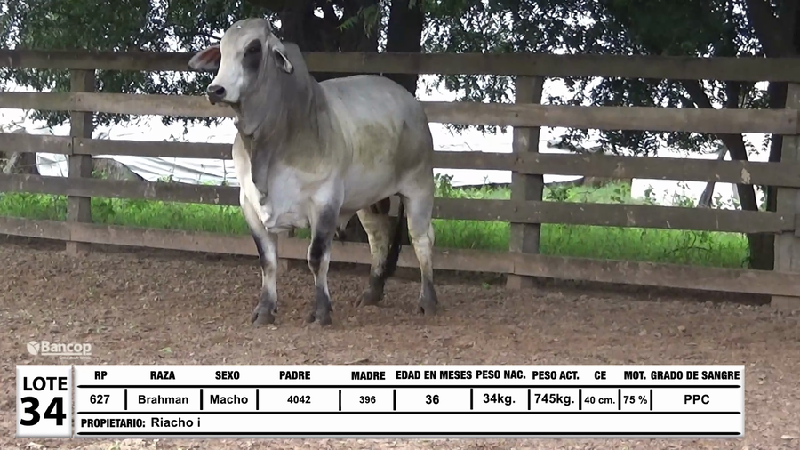 Lote Lote 34