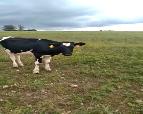 Lote (Vendido)Terneras HOLANDO a remate en Entre Martillos en SAN JOSE