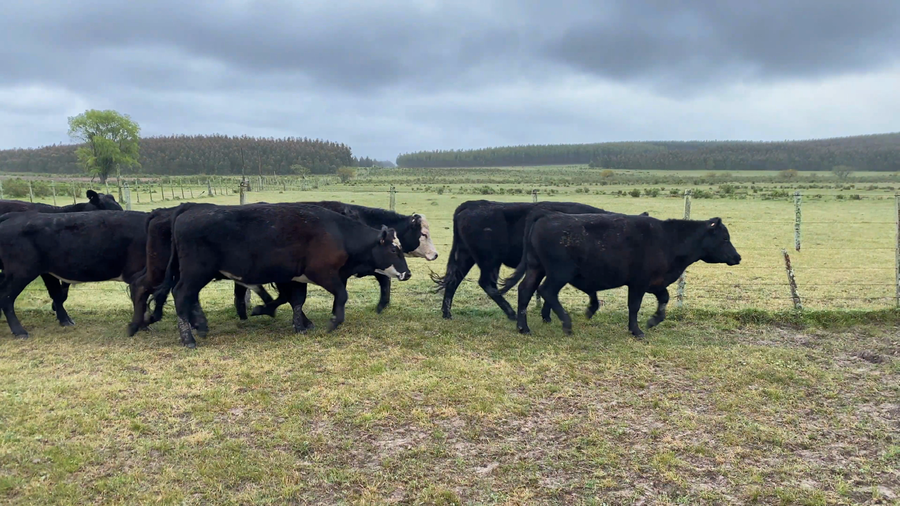 Lote 36 Novillos 2 a 3 años en Caraguatá, Tacuarembó