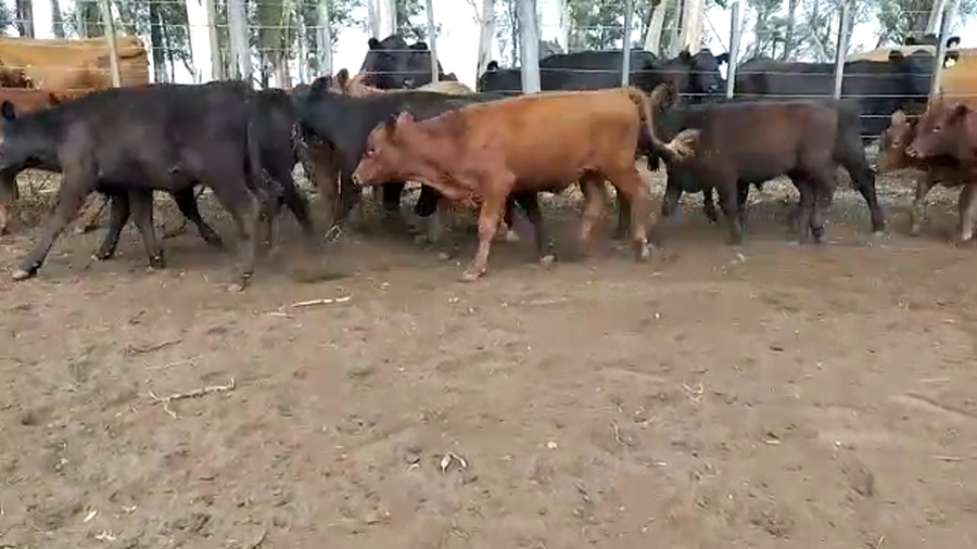 Lote Terneros/as en Bolívar, Buenos Aires