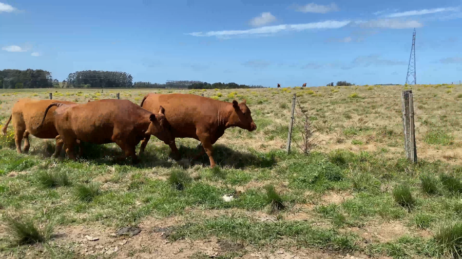 Lote 32 Vaquillonas Vacas Preñadas en José Ignacio, Maldonado