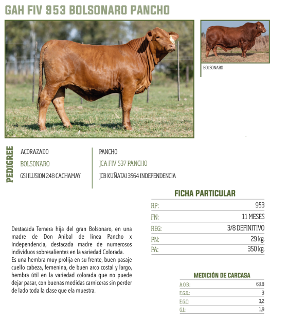 Lote LOTE 27