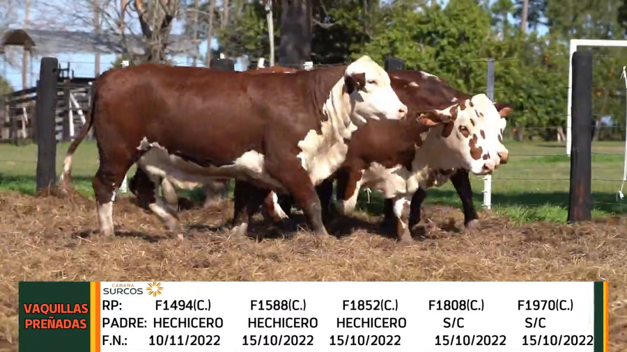 Lote VAQUILLAS PREÑADAS BRAFORD