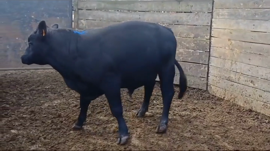 Lote Toros ANGUS a remate en #44 Pantalla Carmelo en MAL ABRIGO