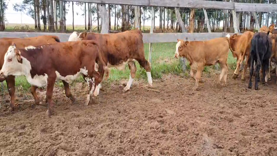 Lote 75 Terneros/as