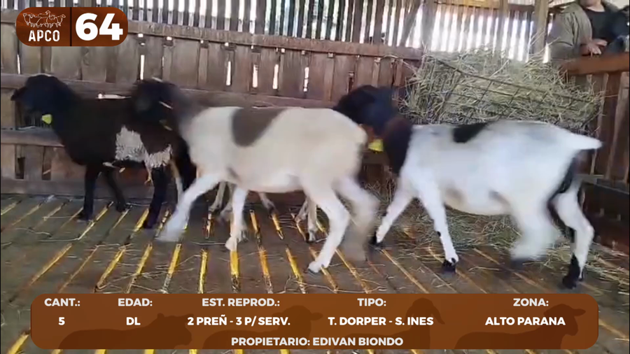 Lote LOTE 64 -POR PANTALLA