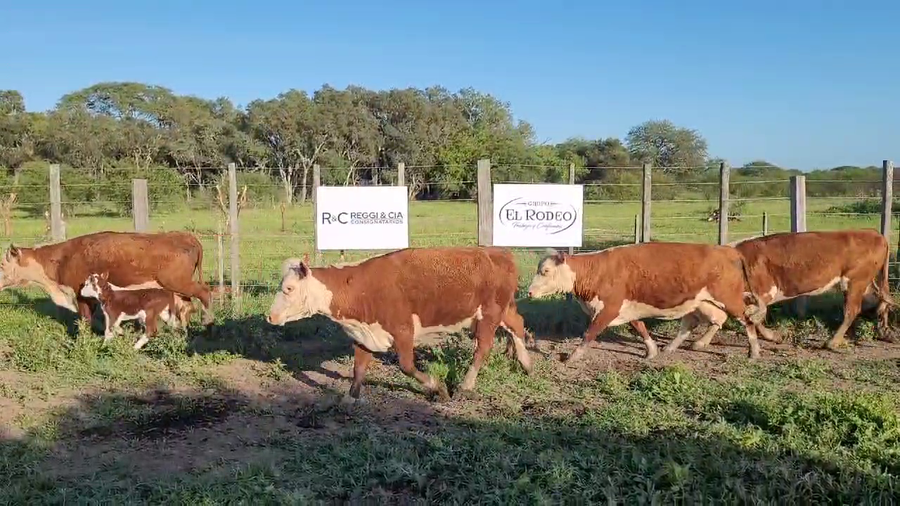 Lote 102 Vacas CUT con cría