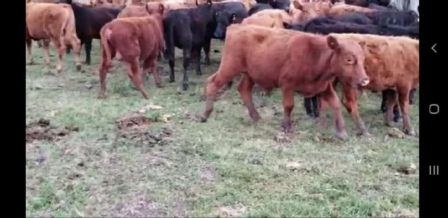 Lote 43 Terneros/as en Villaguay, Entre Ríos