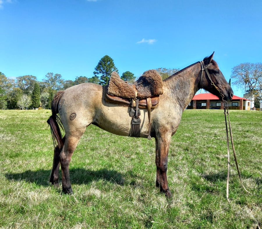 Lote Genésis (RP 38) - Cabaña El Cimarrón