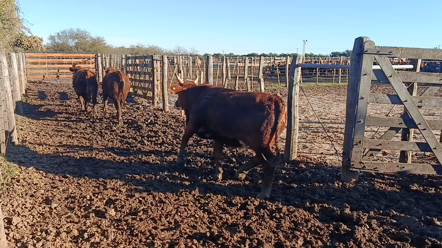 Lote 45 Novillitos y vaquillonas Braford y sus cruzas en Cululú, Santa Fe