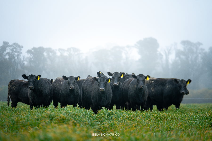 Lote VAQUILLONAS ANGUS NEGRAS  PC C/GTÍA DE PREÑEZ