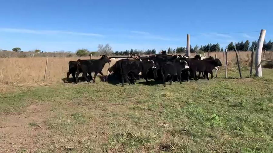 Lote TERNEROS Y TERNERAS