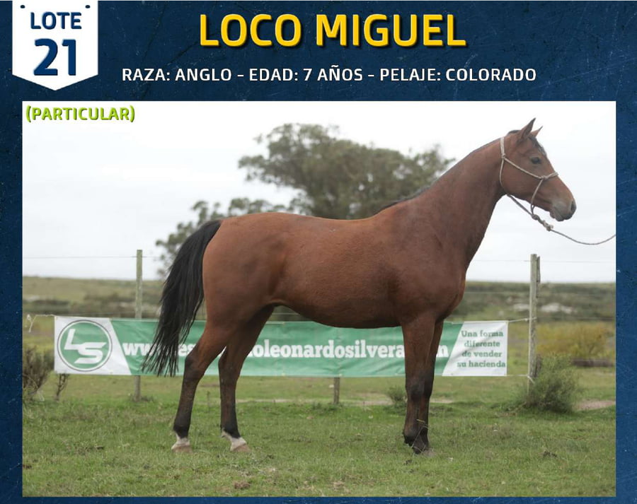Lote LOCO MIGUEL