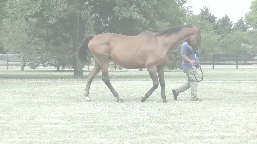 Lote MONTE UDALA (EQUAL STRIPES -  DANCER CLASSIC) C/Cria y Preñez de RERIDE